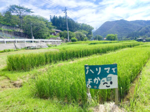 2026年お米づくりレポート（草刈り・水管理）｜グループ各社の社員が支える夏の寺坂棚田